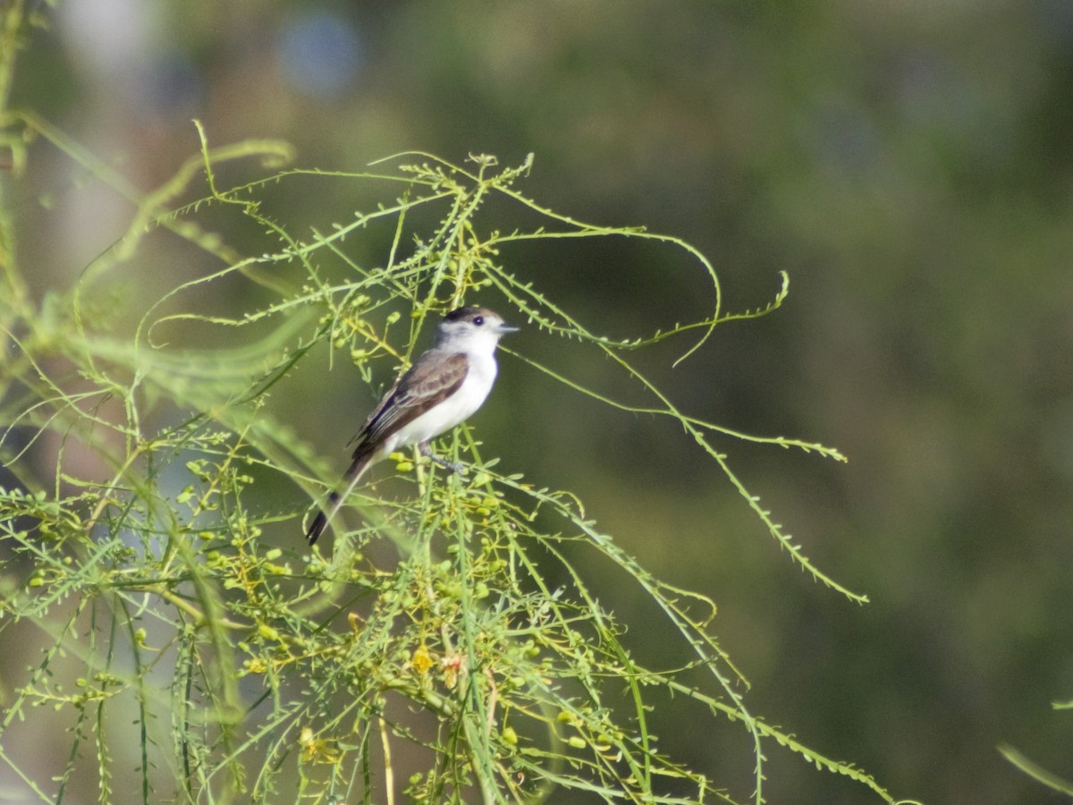 White-naped Xenopsaris - ML389937341