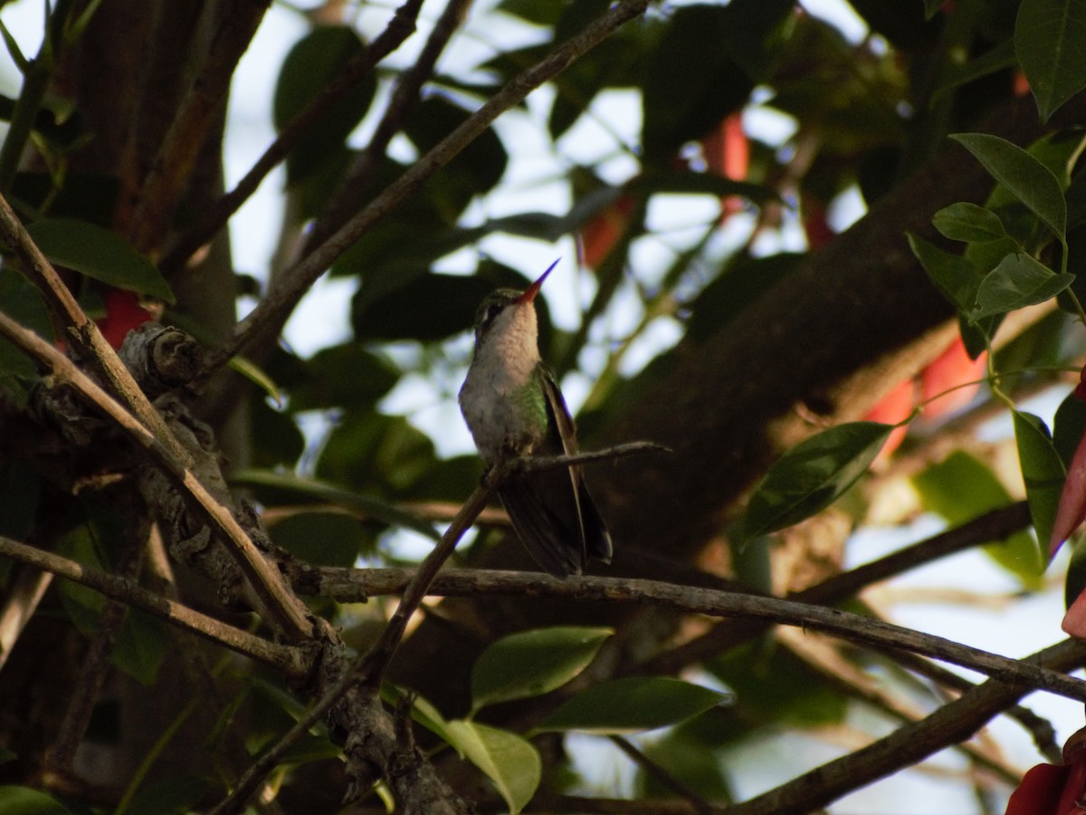kolibřík lesklobřichý - ML389937841