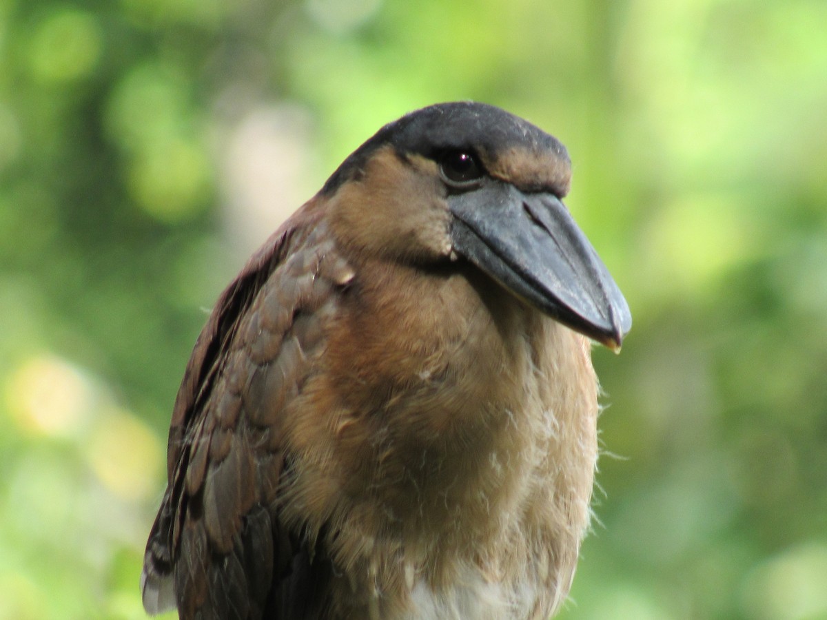 Boat-billed Heron - ML389937851