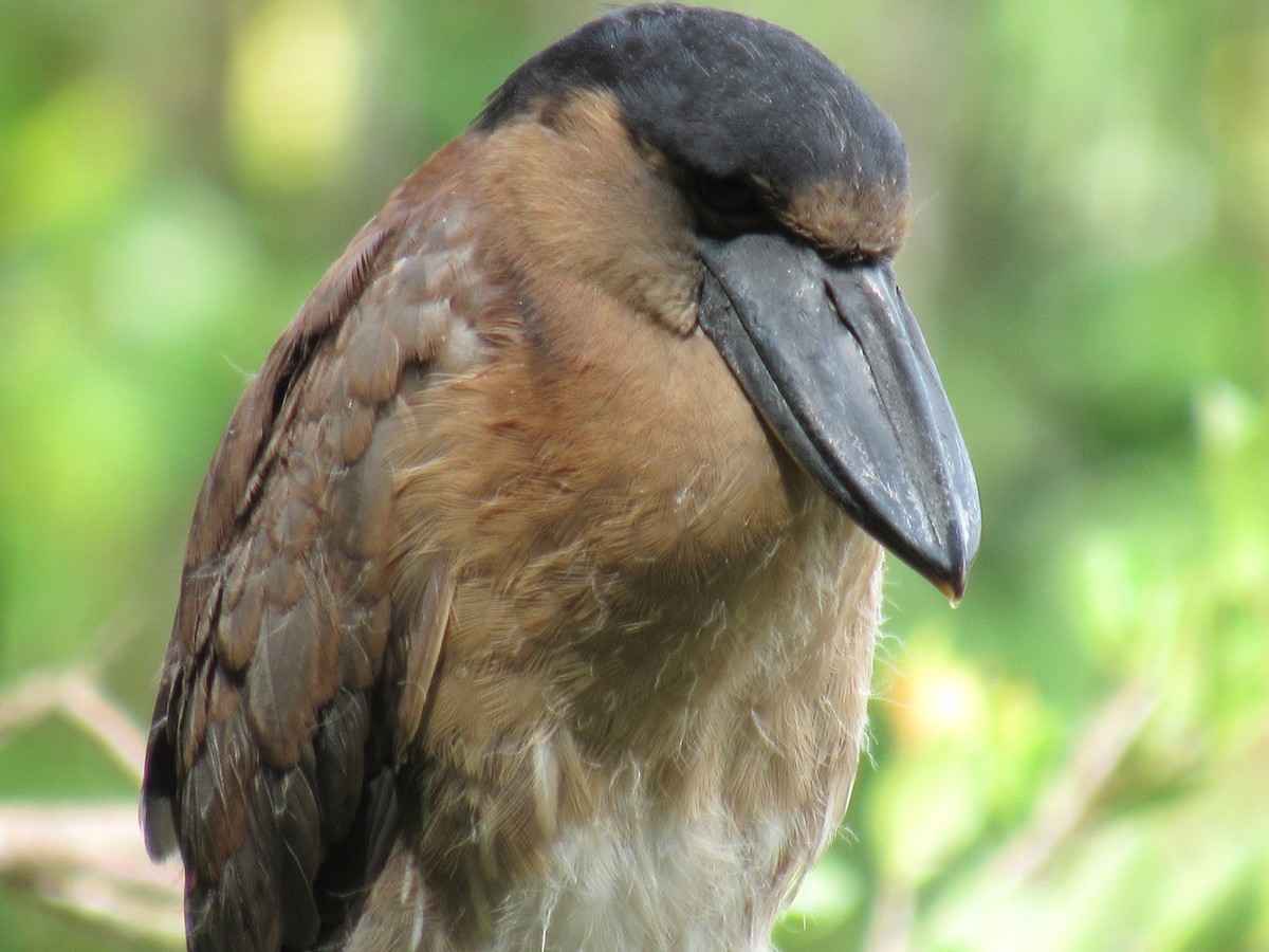 Boat-billed Heron - ML389937961