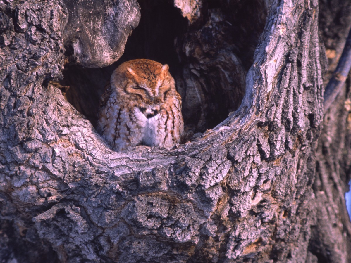 Eastern Screech-Owl - ML389938031