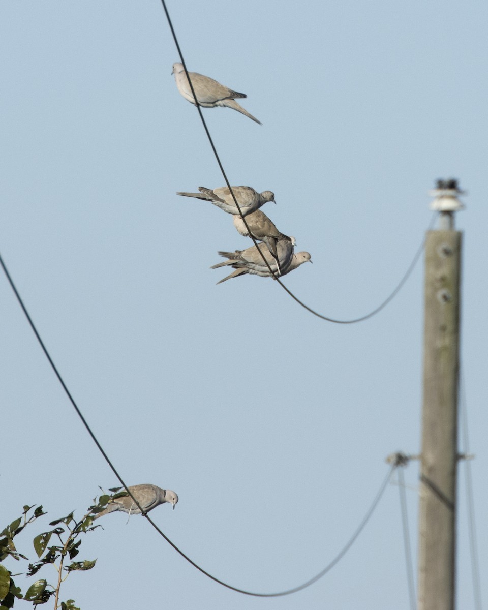 Eurasian Collared-Dove - ML389938271