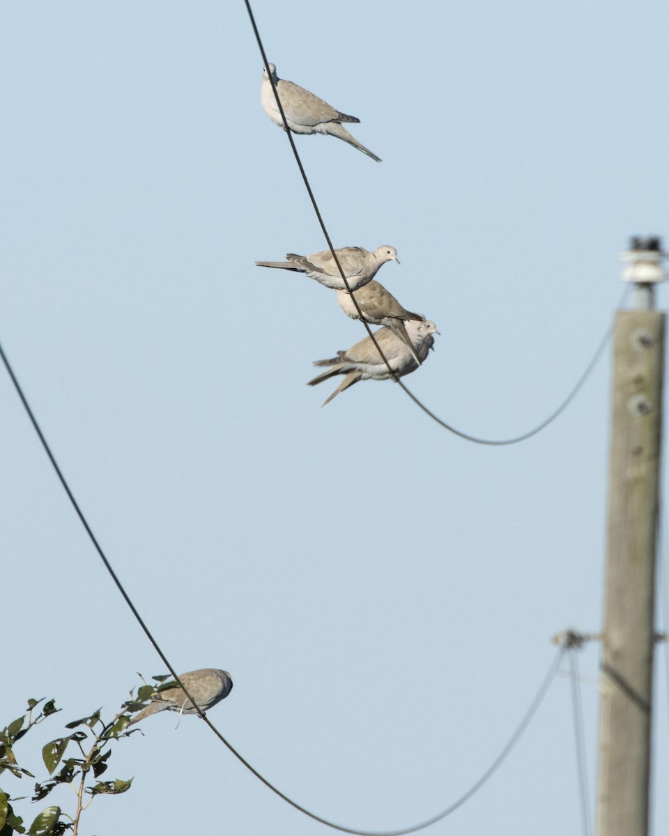 Eurasian Collared-Dove - ML389938331