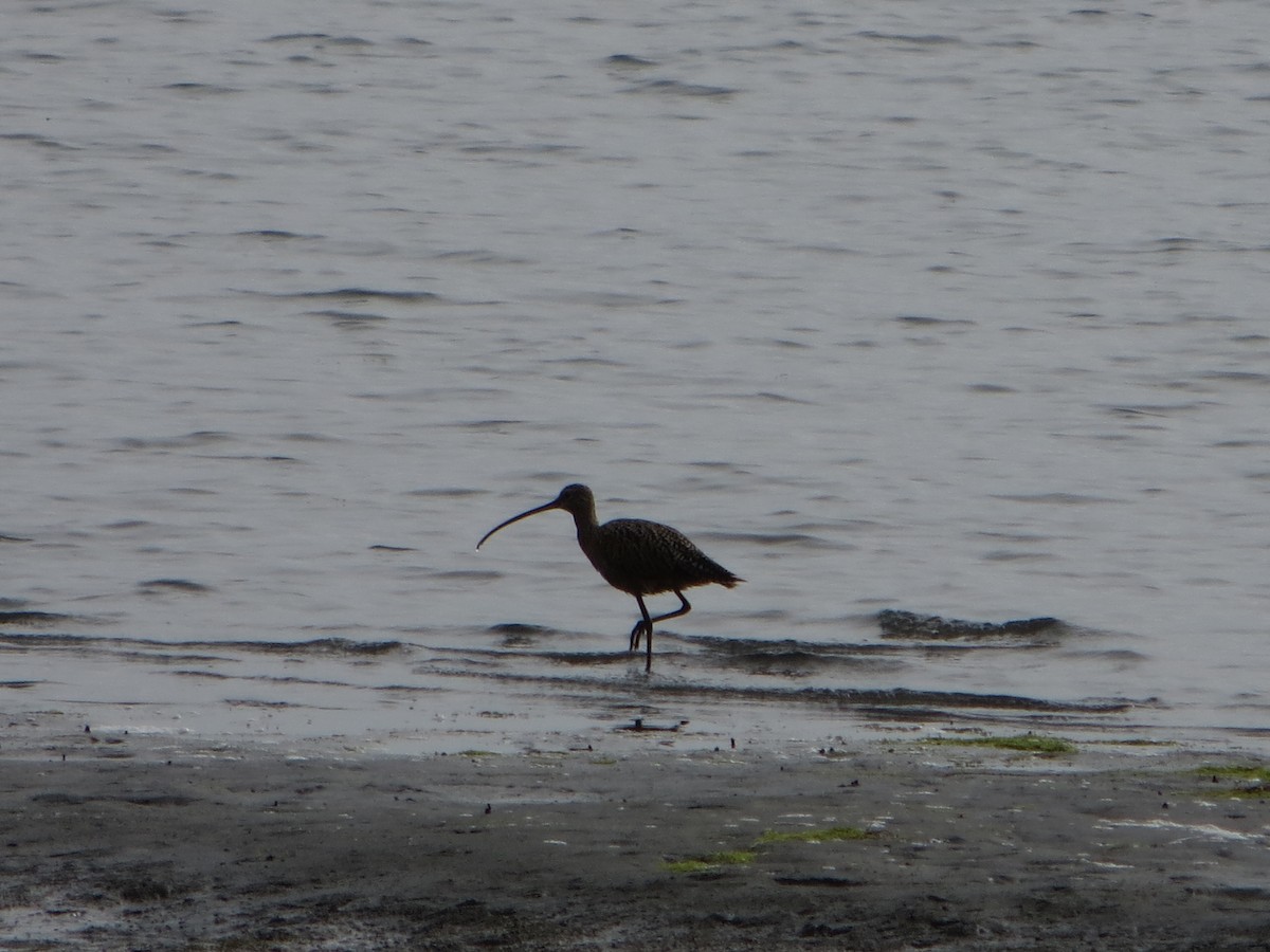 Long-billed Curlew - ML38993911