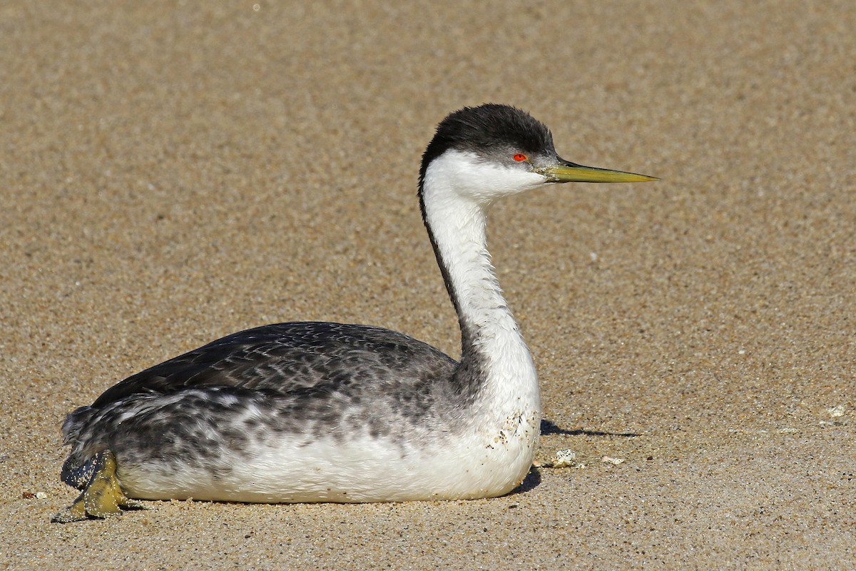 Western Grebe - ML389940201