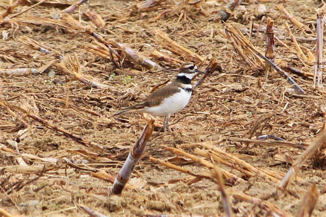 Killdeer - Becky Bateman