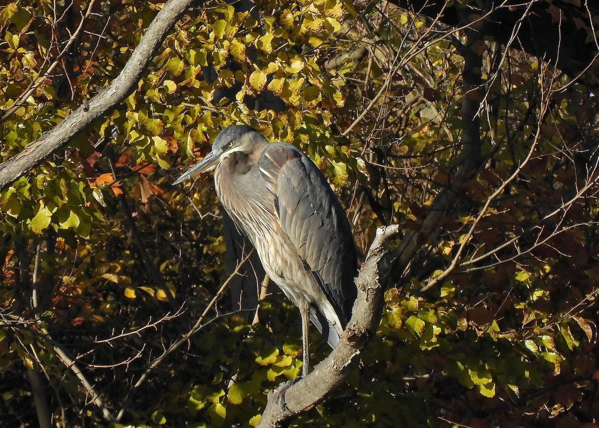 Garza Azulada - ML389940751