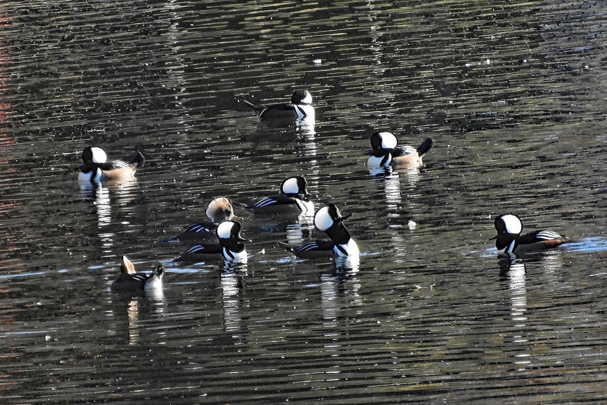 Hooded Merganser - Nancy Tognan