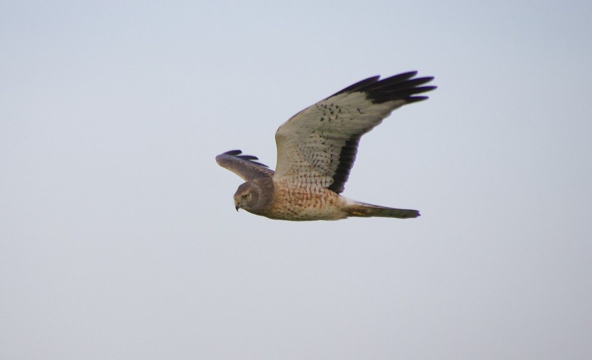 Northern Harrier - Sue Flecker