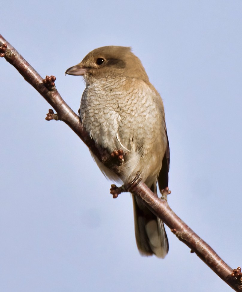 Northern Shrike - Brian Avent