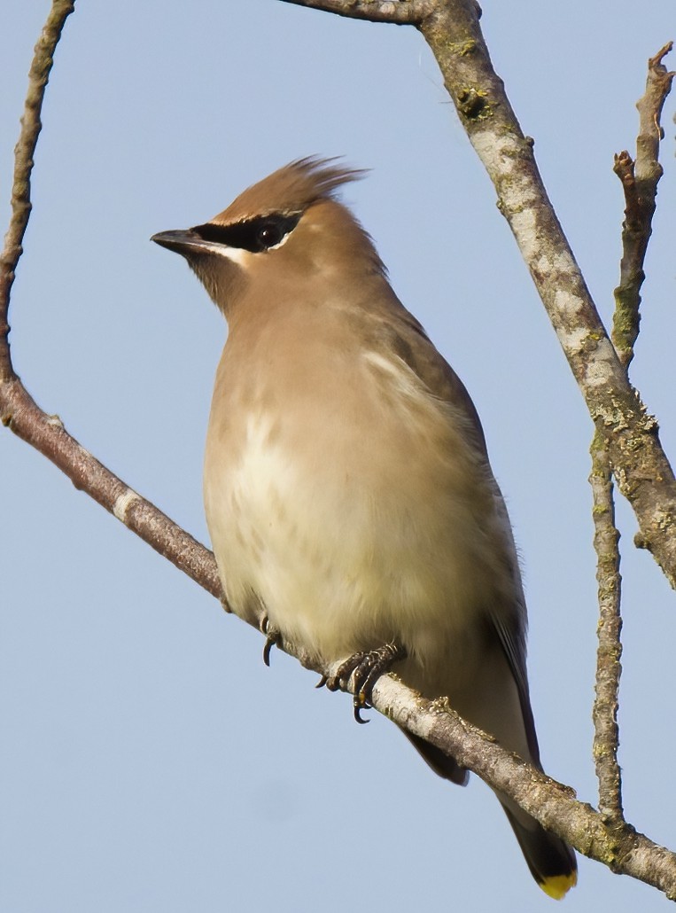 Cedar Waxwing - ML389943601