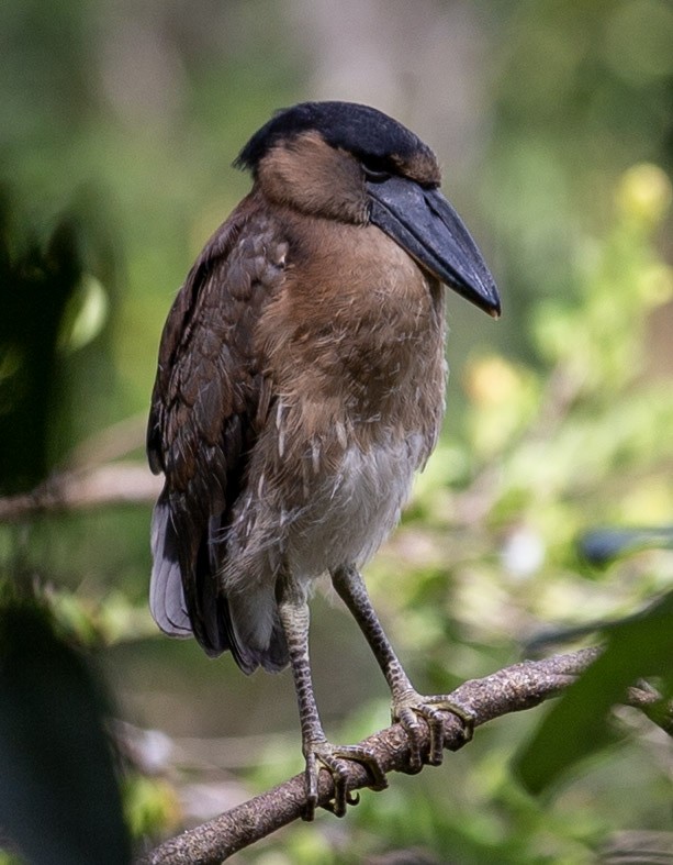 Boat-billed Heron - ML389943651