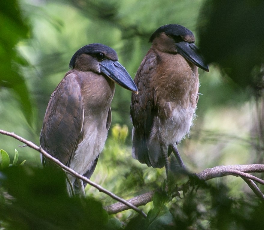 Boat-billed Heron - ML389943681