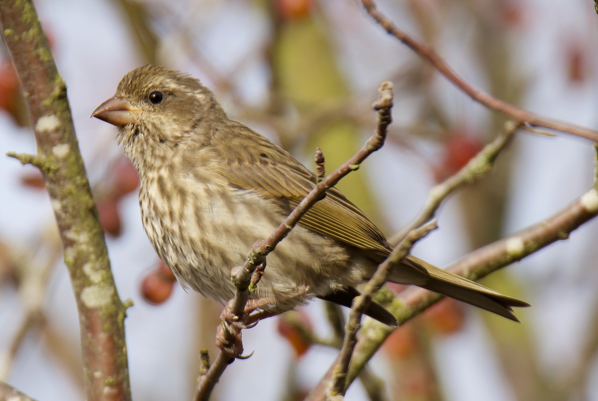 Purple Finch - Brian Avent