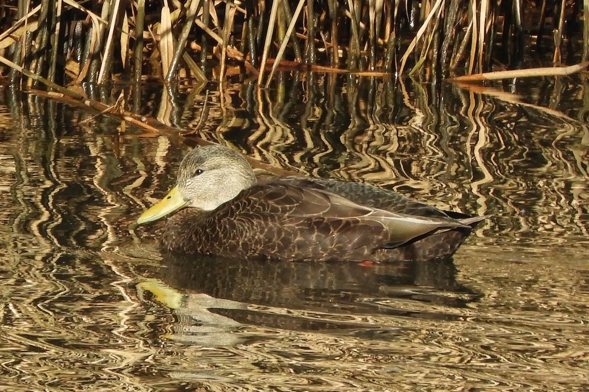 American Black Duck - ML389944101