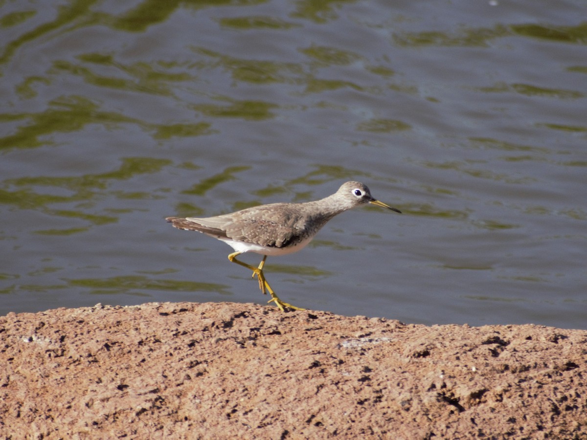 Solitary Sandpiper - ML389944141