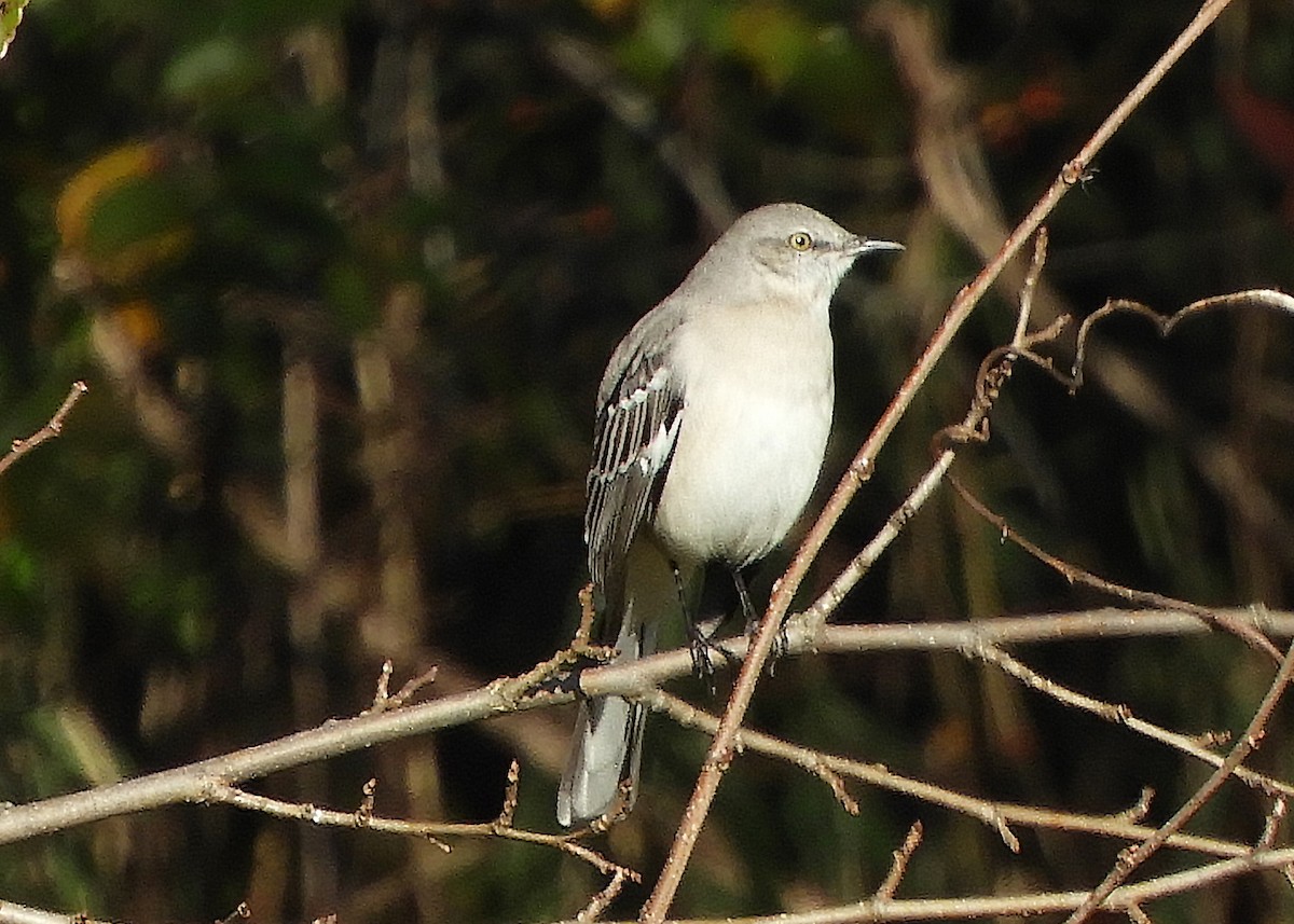 Northern Mockingbird - Nancy Tognan