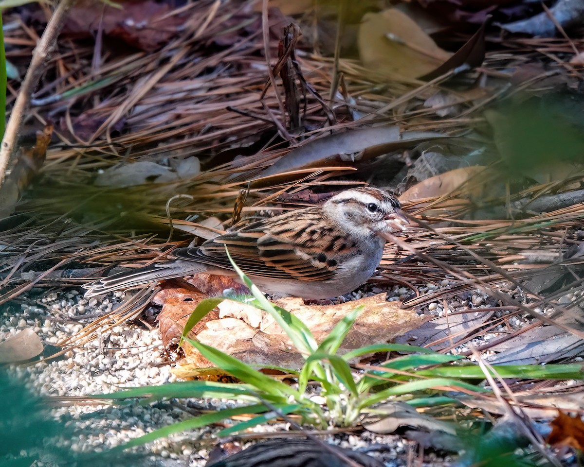 Chipping Sparrow - Pam Vercellone-Smith