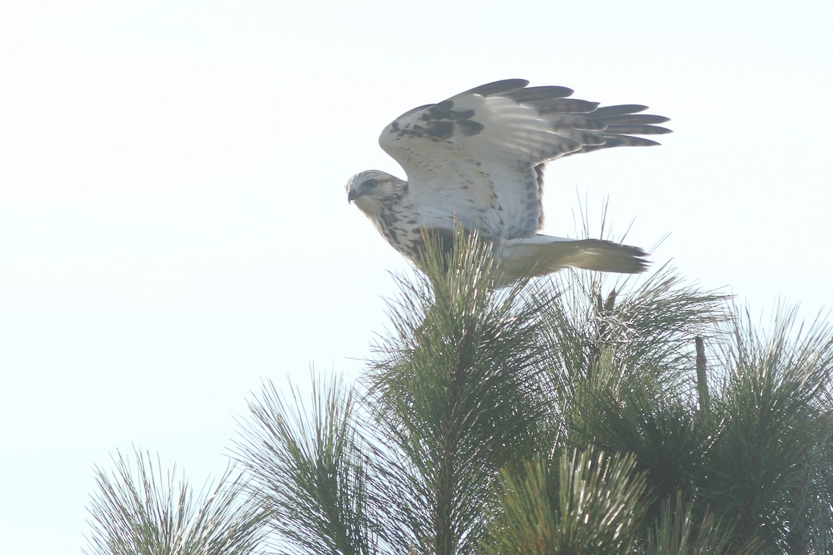 Rough-legged Hawk - ML389944771