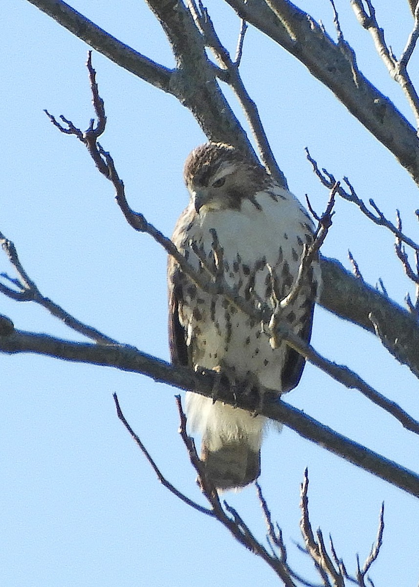 Red-tailed Hawk - ML389944931