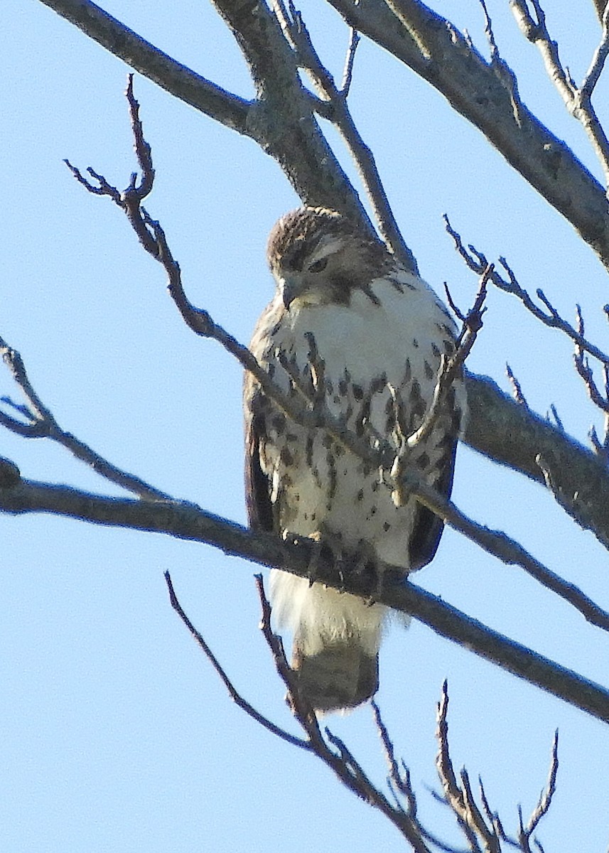 Red-tailed Hawk - ML389944931
