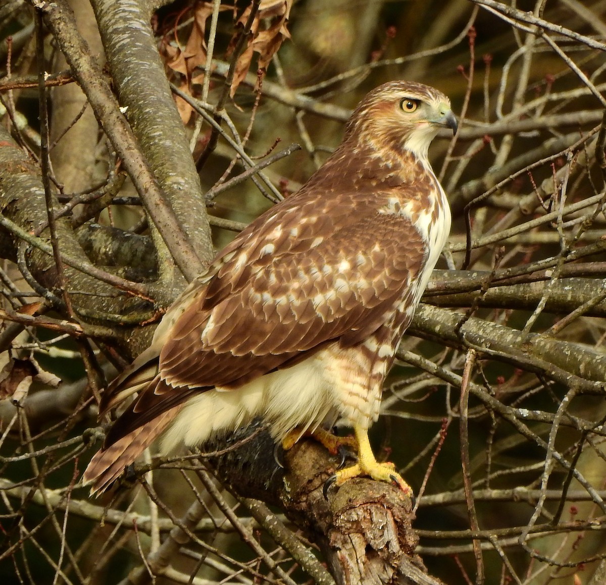 Red-tailed Hawk - ML389945801