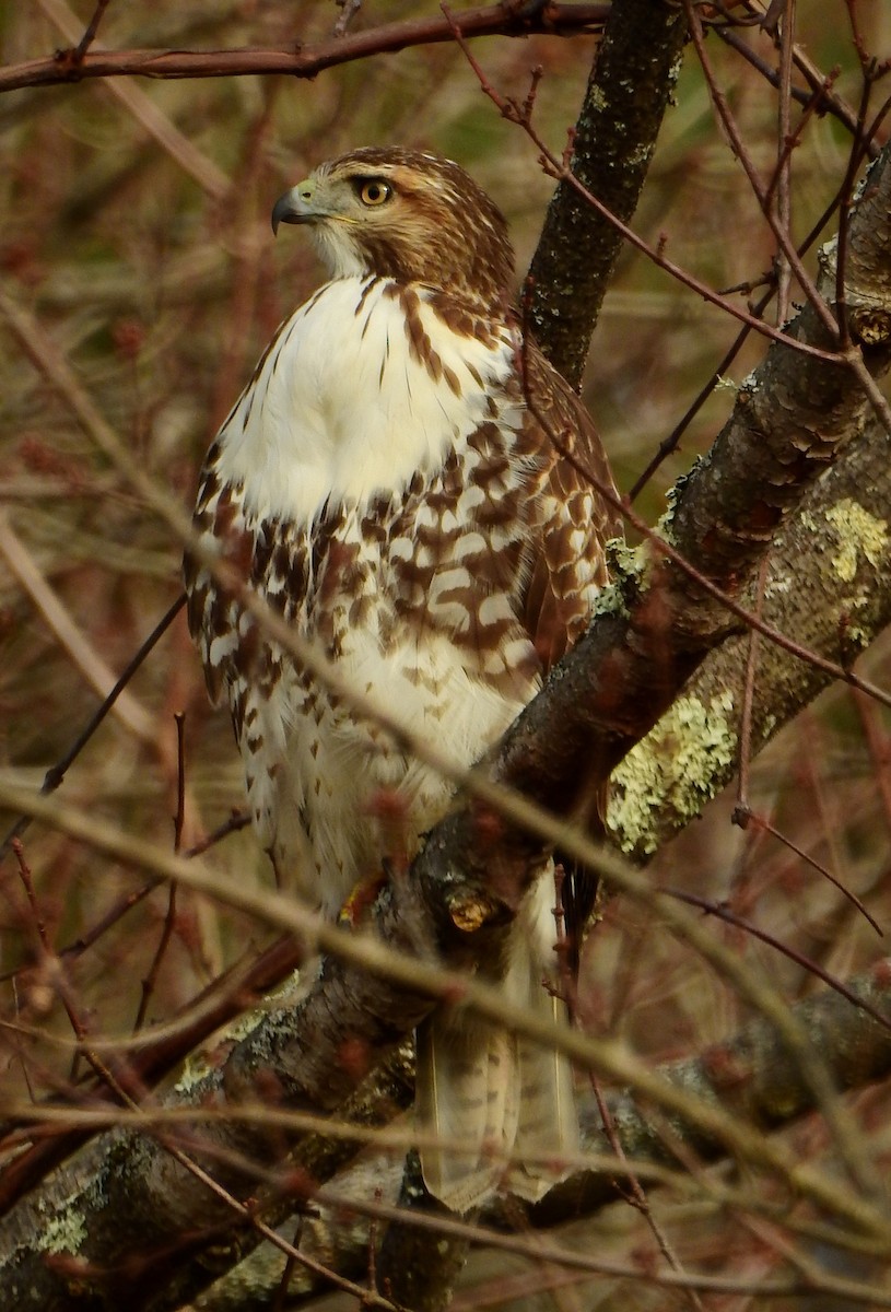 Red-tailed Hawk - ML389945881