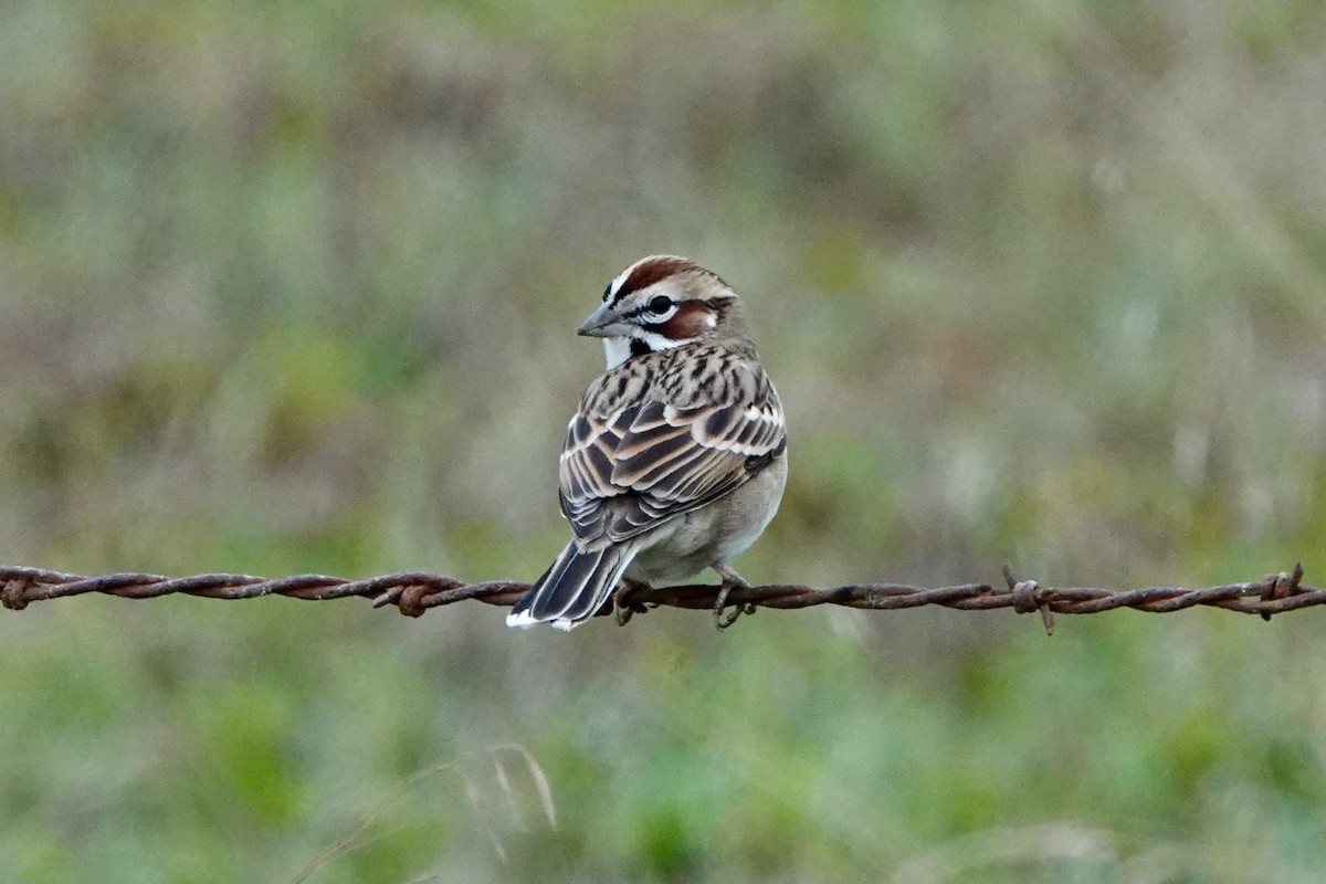 Lark Sparrow - Susan Goodrich