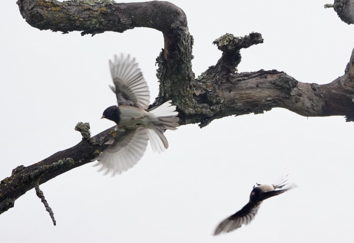 Junco Ojioscuro - ML389946951