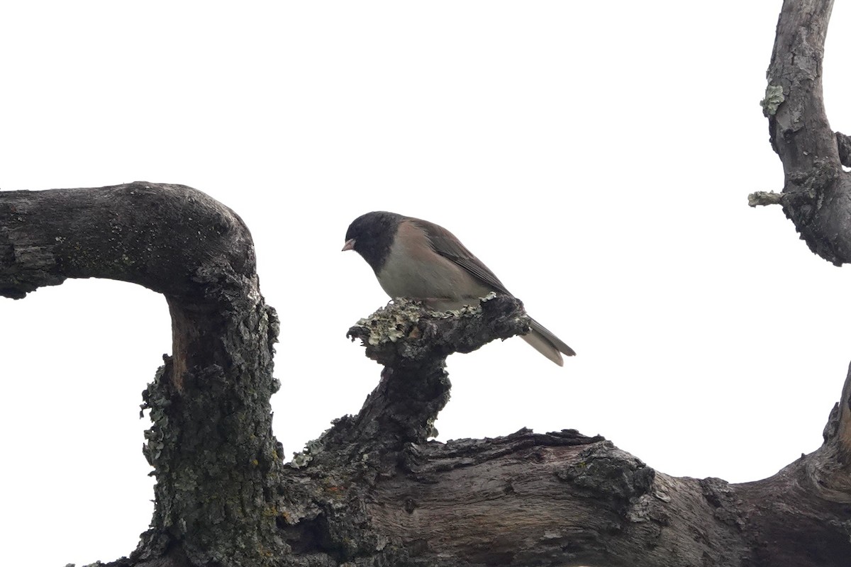 Dark-eyed Junco - ML389946961