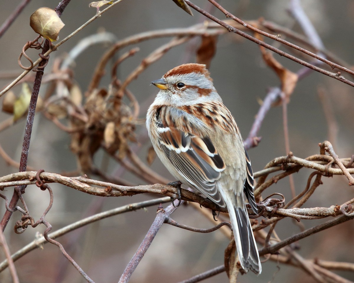 American Tree Sparrow - ML389947981