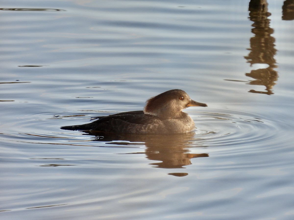 Hooded Merganser - ML389948001