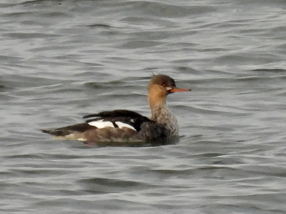 Red-breasted Merganser - ML389949201