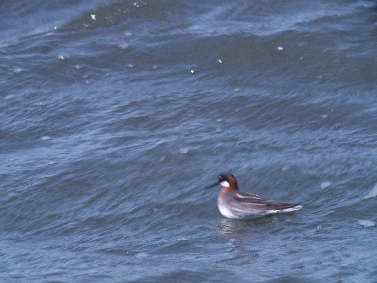 Red-necked Phalarope - ML389950171