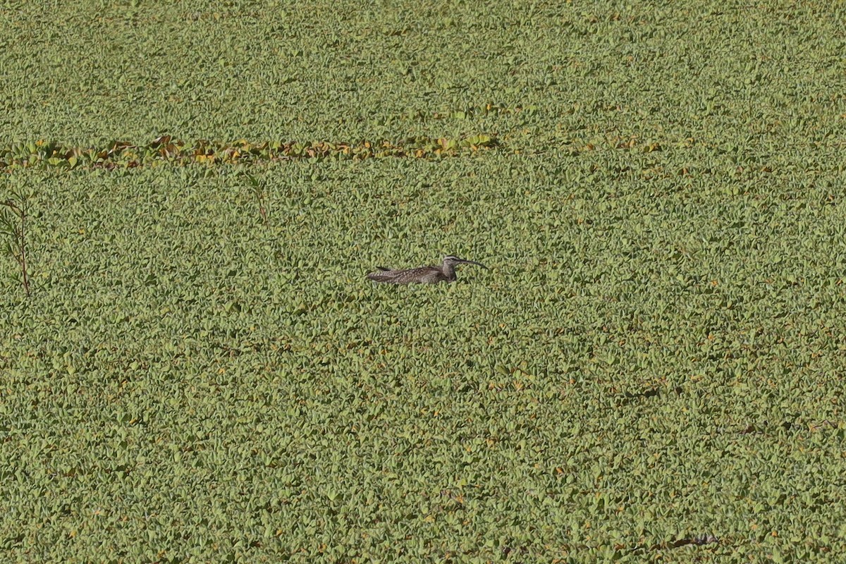 koliha malá (ssp. hudsonicus) - ML389950221