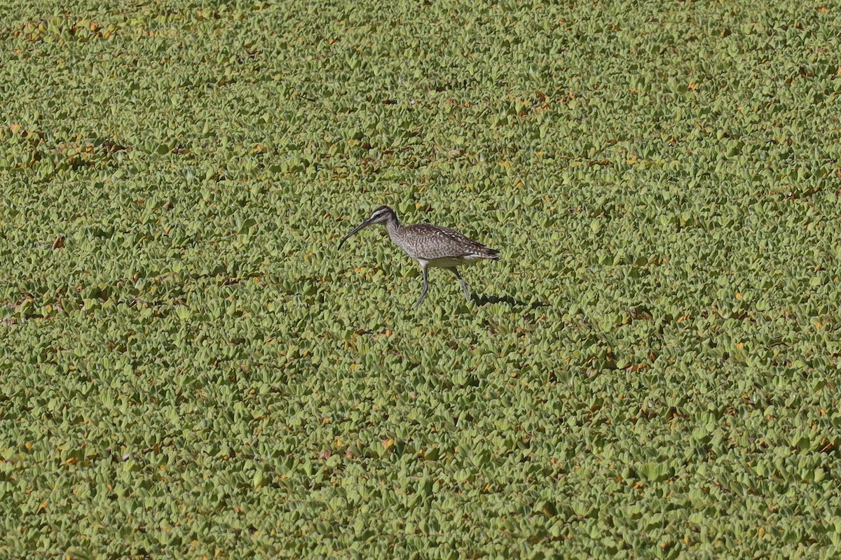 koliha malá (ssp. hudsonicus) - ML389950231