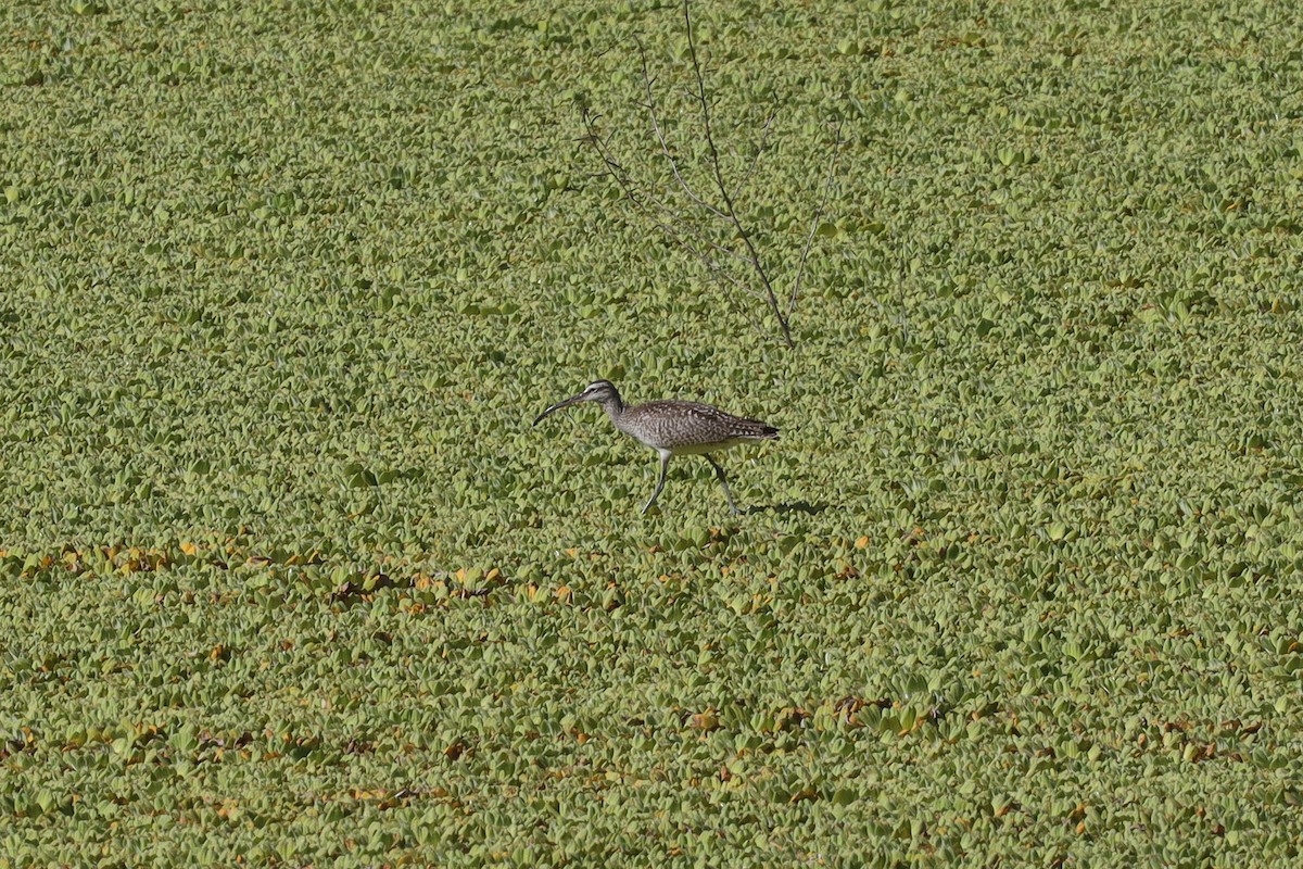 Whimbrel (Hudsonian) - Ian Thompson