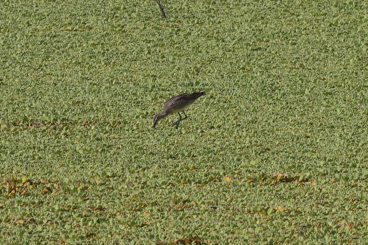 koliha malá (ssp. hudsonicus) - ML389950271