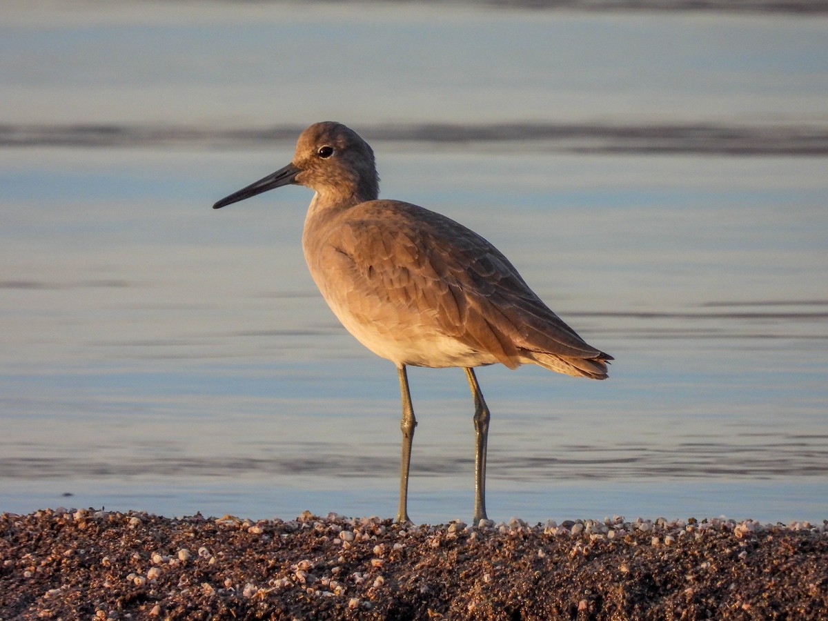 Willet - ML389951181