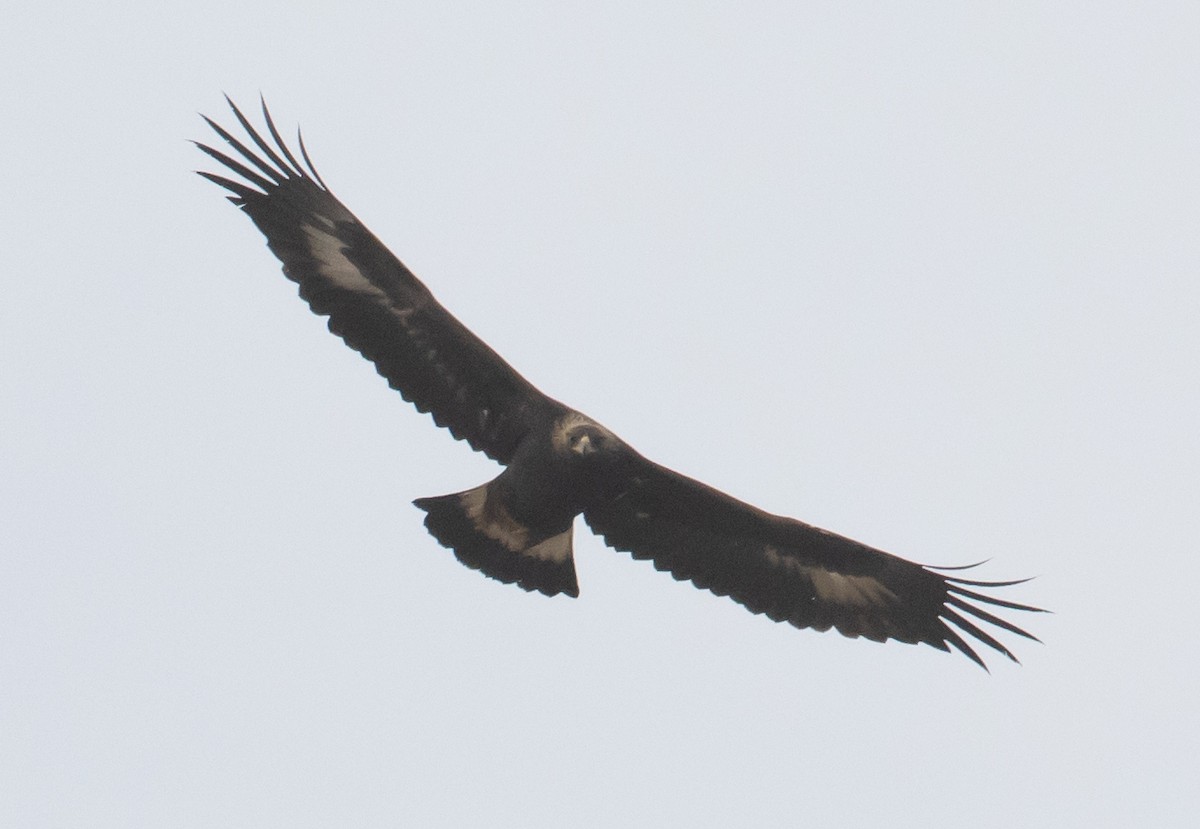 Golden Eagle - ML389951781