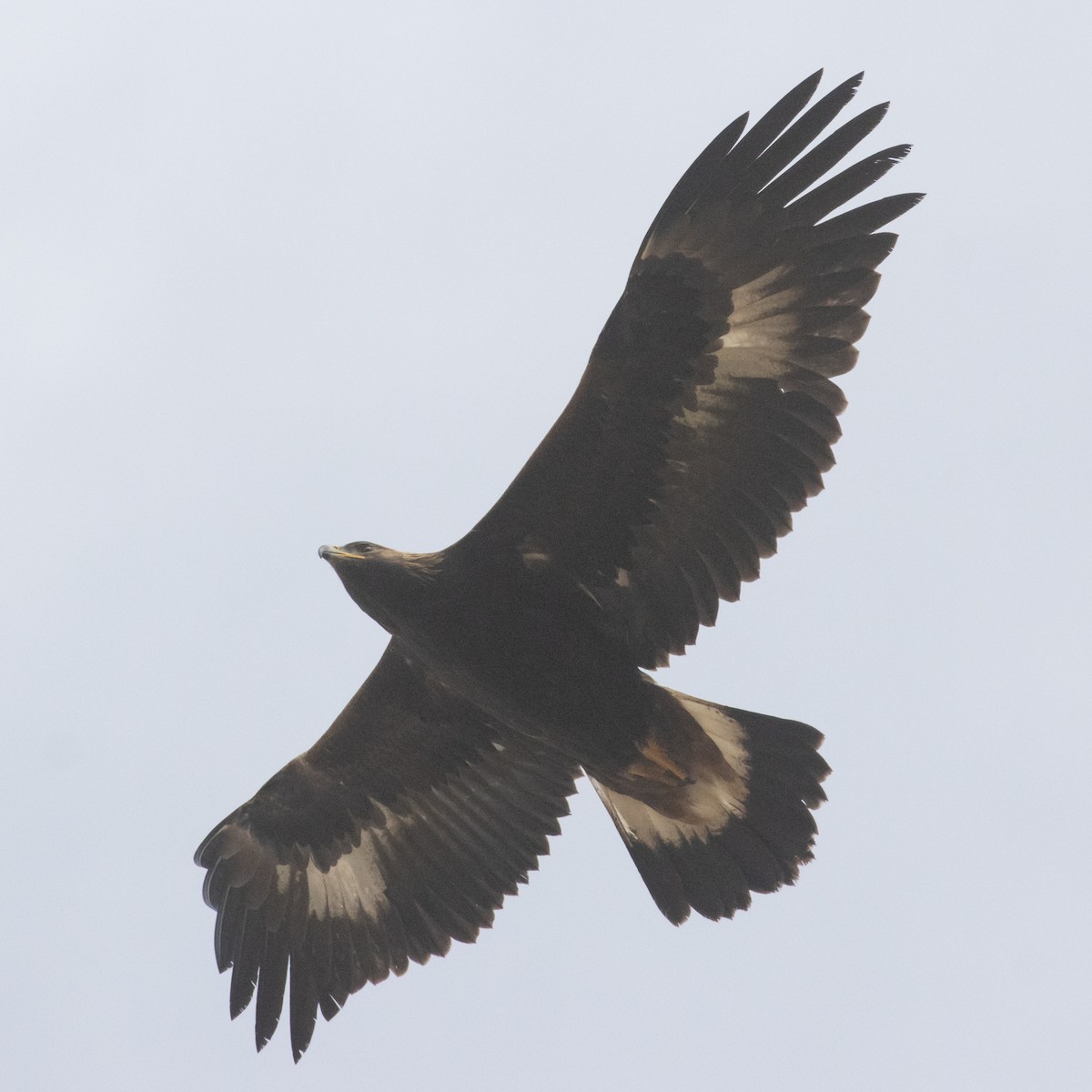 Golden Eagle - ML389951821