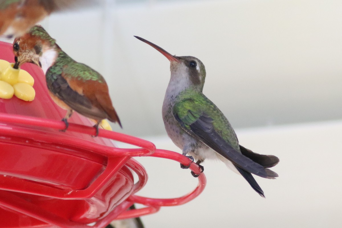 Broad-billed Hummingbird - ML389952941