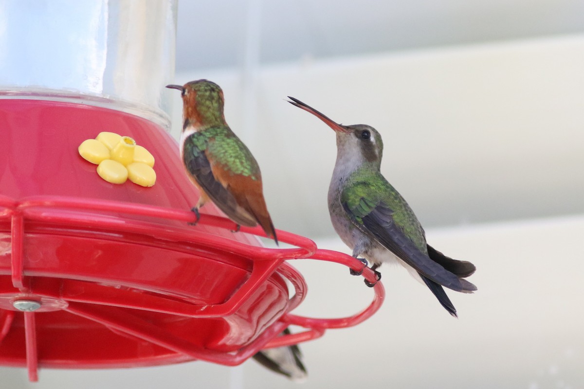 Broad-billed Hummingbird - ML389952961