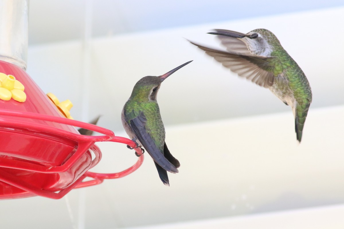 Broad-billed Hummingbird - ML389952971