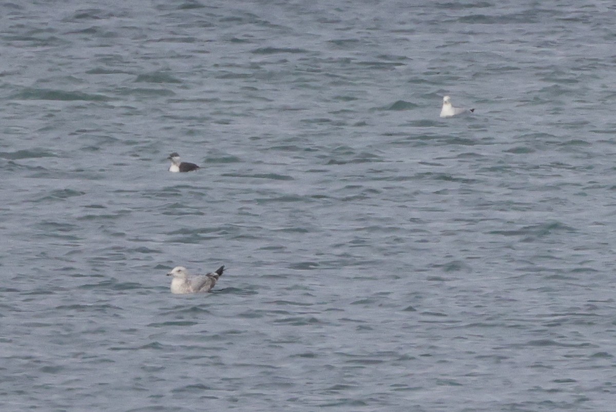 Red-throated Loon - ML389953961