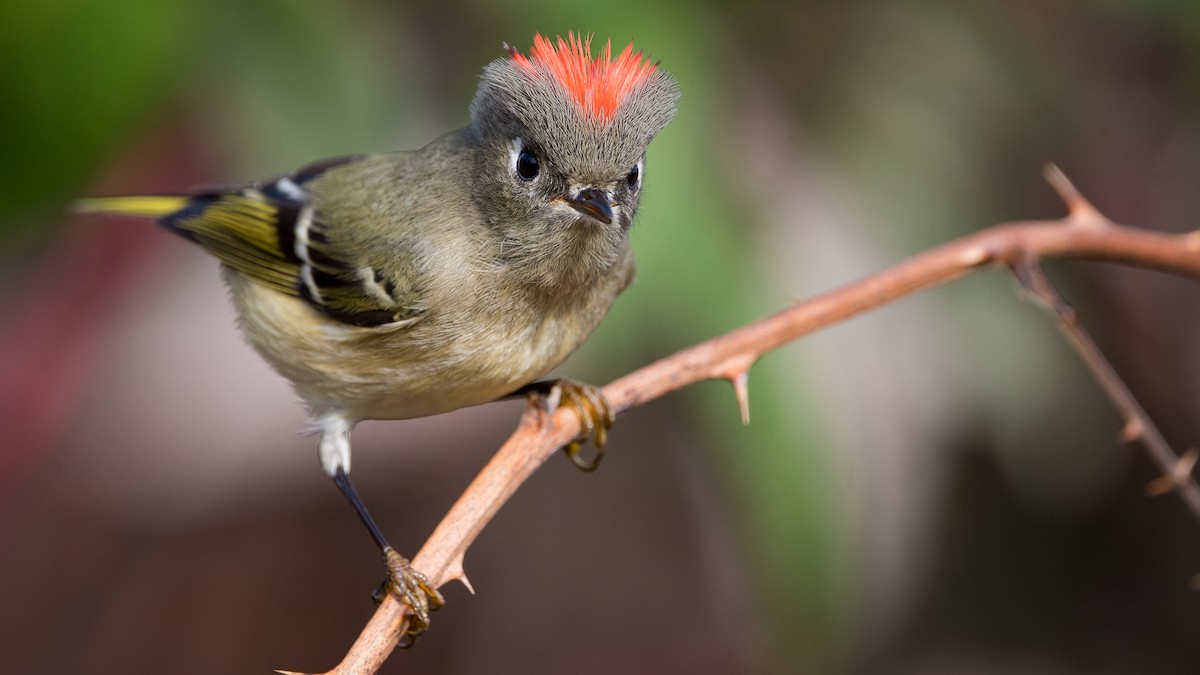 Ruby-crowned Kinglet - ML389954841