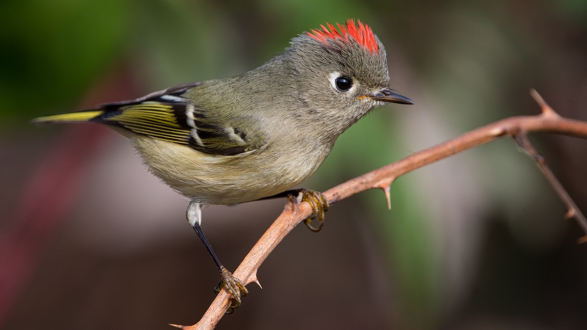 Ruby-crowned Kinglet - ML389954851