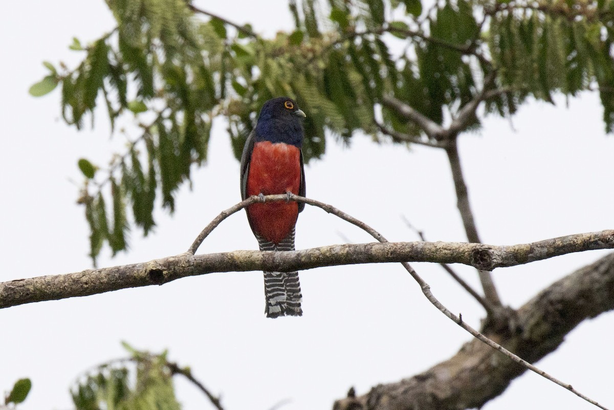 Blue-crowned Trogon - ML389954901