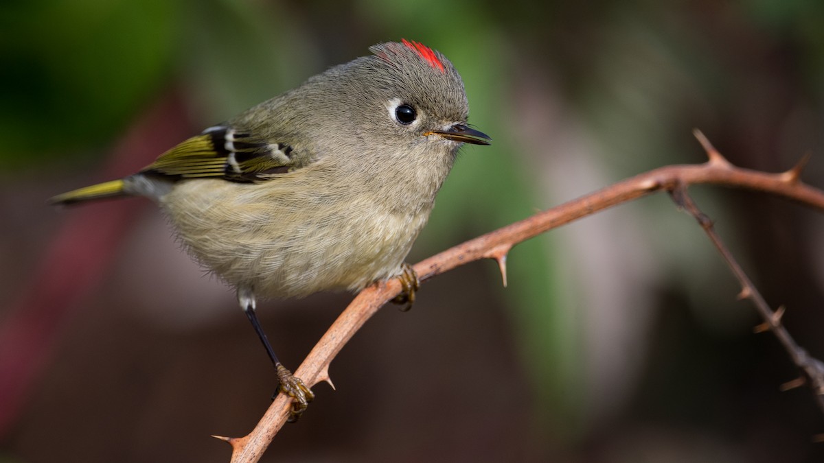 Ruby-crowned Kinglet - ML389955241