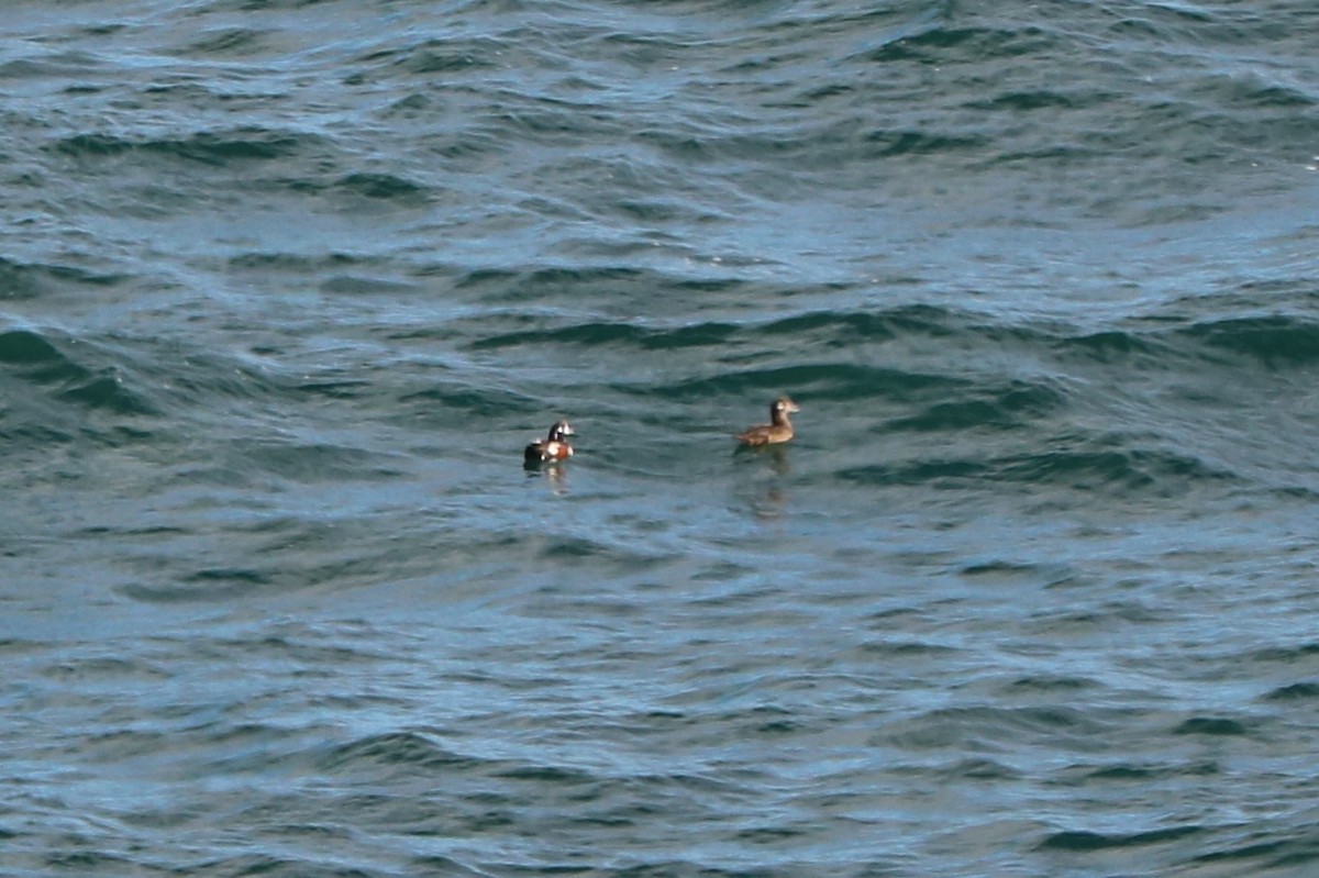 Harlequin Duck - ML389955341